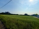 Działka budowlana Chrząszczyce gm. Prószków, Leśna - 4