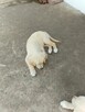 Golden retriever - 4