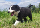 BORDER COLLIE z Hodowli - Rasowy pies z pełną dok. - 2