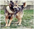 Smyk - słodki kundelek z nadzieją na nowy dom - 4