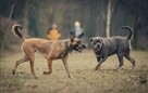 Skuteczna pomoc w pracy z trudnym psem - 2