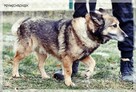 Smyk - słodki kundelek z nadzieją na nowy dom - 3