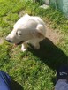 Golden retriever - 3