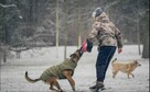 Skuteczna pomoc w pracy z trudnym psem - 4