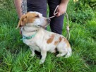 Bingo do adopcji - 10