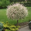 Wierzba Hakuro Nishiki na pniu 60–80 cm – ozdoba każdego ogr - 1