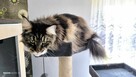 Maine coon kotka, drapak, kuweta, klatka - 4