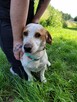 Bingo do adopcji - 3