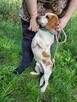 Bingo do adopcji - 7