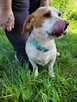 Bingo do adopcji - 8