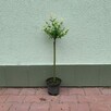 Wierzba Hakuro Nishiki na pniu 60–80 cm – ozdoba każdego ogr - 3