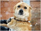 Lesiu – duży, kochany i ułożony misiek do adopcji - 5
