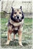 Smyk - słodki kundelek z nadzieją na nowy dom - 8