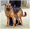 Cyryl - wesoły psiak w typie owczarka czeka na Ciebie - 2