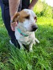 Bingo do adopcji - 2