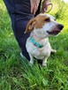 Bingo do adopcji - 6
