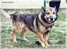 Smyk - słodki kundelek z nadzieją na nowy dom - 5