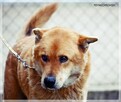 Lesiu – duży, kochany i ułożony misiek do adopcji - 2