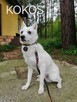 KOKOS mały młody łagodny piesek szuka domu - 6