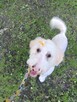 Sprzedam Goldendoodle - 4