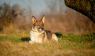 Czesmir - wpatrzony w człowieka, łagodny, kochany psiak BŁAG - 2