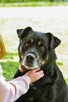 Czoko-duży pies do adopcji - 6