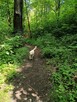 Sprzedam Goldendoodle - 3