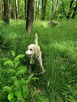 Sprzedam Goldendoodle - 2