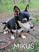 MIKUŚ malutki łagodny piesek poleca się do adopcji - 1