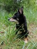 TOBI malutki radosny piesek poleca się do adopcji - 3