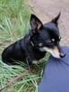 TOBI malutki radosny piesek poleca się do adopcji - 8