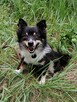 FELEK mały puchaty psiak poleca się do adopcji - 4