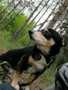 MIKUŚ malutki łagodny piesek poleca się do adopcji - 7