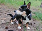 MIKUŚ malutki łagodny piesek poleca się do adopcji - 2