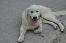 Golden retriever 9 miesięczne - 15