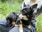 TOBI malutki radosny piesek poleca się do adopcji - 5
