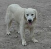 Golden retriever 9 miesięczne - 16