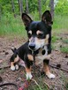 MIKUŚ malutki łagodny piesek poleca się do adopcji - 6