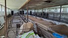 Siedlisko na żuławach elbląskich - 4