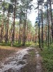 Działka w lesie, Żarki Letnisko, woj. Śląskie - 1