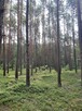 Działka w lesie, Żarki Letnisko, woj. Śląskie - 3