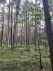 Działka w lesie, Żarki Letnisko, woj. Śląskie - 5