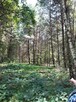 Duża, leśna działka, Żarki Letnisko, woj. Śląskie - 7