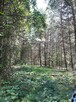 Duża, leśna działka, Żarki Letnisko, woj. Śląskie - 8