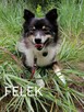 FELEK mały puchaty psiak poleca się do adopcji - 1