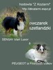Owczarek szetlandzki piesek bi merle z rodowodem - 4