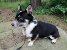 LIZAK maleńki młody piesek szuka domu - 2