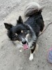 FELEK mały puchaty psiak poleca się do adopcji - 8