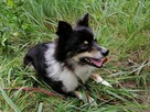 FELEK mały puchaty psiak poleca się do adopcji - 3