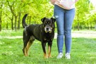 Czoko-duży pies do adopcji - 7